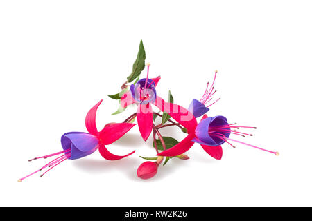 Fuchsia Zweig mit Blüten isoliert auf weißem Stockfoto