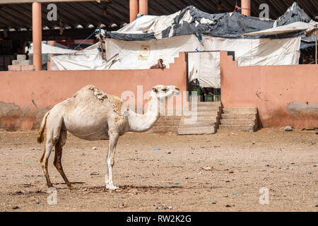 Ein einsamer Kamel (CAMELUS) steht in der Camel Marktplatz von Guelmim, Guelmim Provinz, Marokko. Stockfoto