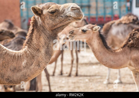 Dromedar Kamel (CAMELUS) für Verkauf an den Guelmim Kamelmarkt, Guelmim, Guelmim Provinz, Marokko. Stockfoto