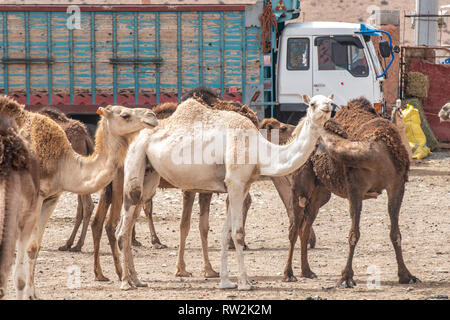 Herden von Kamelen (CAMELUS) vor dem Verkauf an den Guelmim Kamelmarkt, Guelmim, Guelmim Provinz, Marokko. Stockfoto