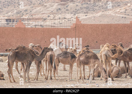 Herden von Kamelen (CAMELUS) vor dem Verkauf an den Guelmim Kamelmarkt, Guelmim, Guelmim Provinz, Marokko. Stockfoto