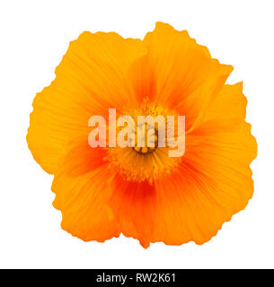 Orange poppy flower auf weißem Hintergrund Stockfoto