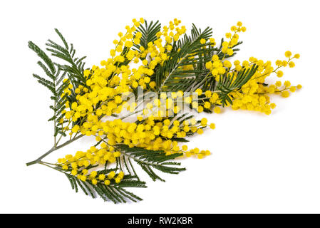 Mimosa (Silber-Akazie) Zweig isoliert auf weißem Hintergrund. Stockfoto