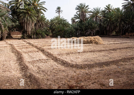 Stapel der geernteten Weizen ruht in frisch gemähten Weizenfeld, Tighmert Oase, Marokko Stockfoto