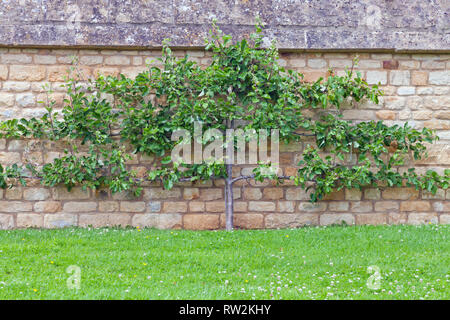 Spalier Schulung apple tree auf einem Kalk stein Wand vor grünem Gras, Englischer Garten. Stockfoto