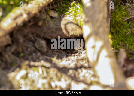 Farbe wildlife Porträt der Zauneidechse (Lacerta agilis) versteckt in Spalt für die Sicherheit an heißen, sonnigen Tag. In der Nähe von Sandbänken, Poole, Dorset, England gebracht Stockfoto