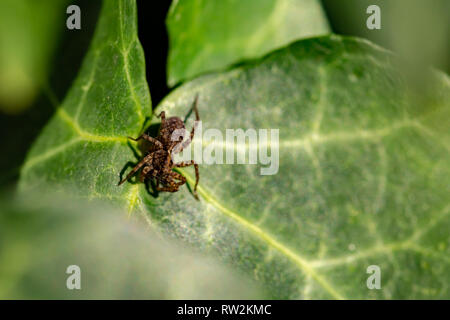 Kreative Makro Foto von off-center Beschmutzt wolf spider (Pardosa amentata) auf Ivy leaf. Stockfoto