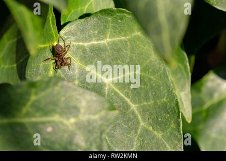 Kreative Makro Foto von off-center Beschmutzt wolf spider (Pardosa amentata) auf Ivy leaf. Stockfoto