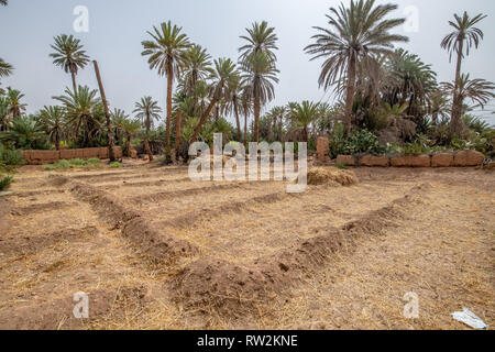 Stapel der geernteten Weizen ruht in frisch gemähten Weizenfeld, Tighmert Oase, Marokko Stockfoto