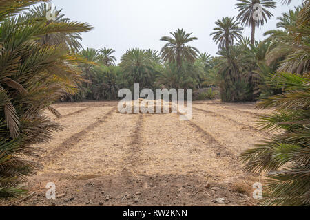 Stapel der geernteten Weizen ruht in frisch gemähten Weizenfeld, Tighmert Oase, Marokko Stockfoto