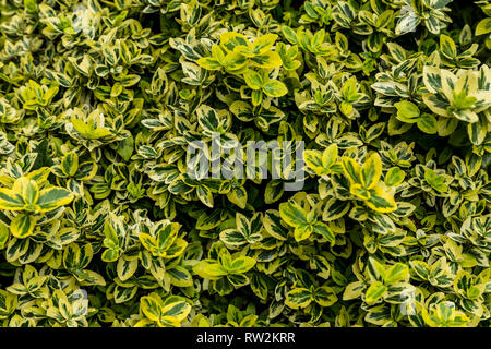 Euonymus japonicus Stockfoto