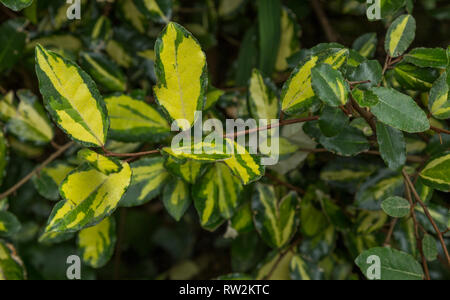 Elaeagnus Pungens Maculata Stockfoto