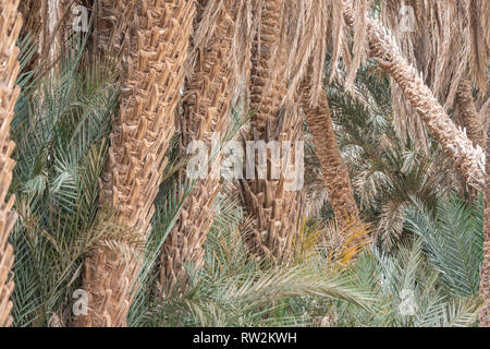 Datum Palmen in Oasis in Akka, Marokko Stockfoto