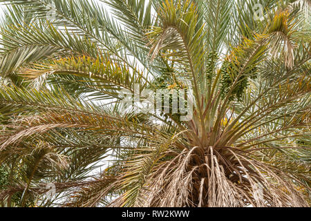 Datum Palmen in Oasis in Akka, Marokko Stockfoto