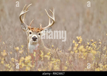 Reifen Whitetail Deer Buck im Herbst Farben im Herbst Zucht Stockfoto