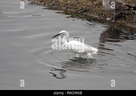 Schöne weiße Reiher Fisch essen. Grenze des Flusses Douro, Porto, Portugal. Stockfoto