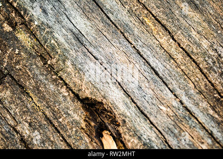 Nahaufnahme Detail von gerissenen, verfallende gefallenen Baum im Wald Stockfoto