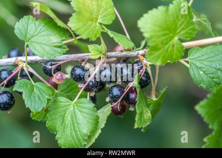 Schwarze Johannisbeeren (Ribes nigrum) wächst auf einem Weinstock, Bialystok, Polen Stockfoto