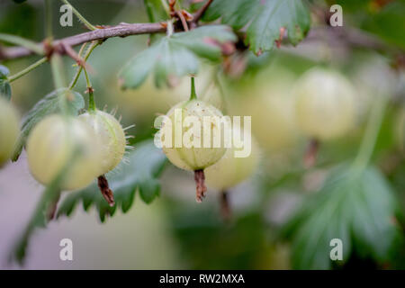 In der Nähe von Stachelbeere (Ribes uva-Crispa) Wachsende am Weinstock, Bialystok, Polen Stockfoto