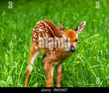 Baby whitetail Hirsche fawn Stockfoto