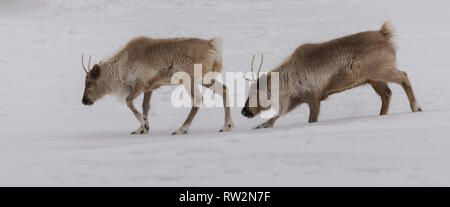 Caribou walking in Paar im Schnee Stockfoto