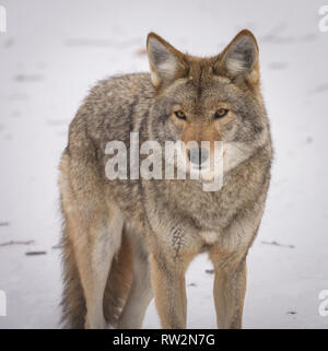 Coyote in die Kamera schaut im Winter Stockfoto
