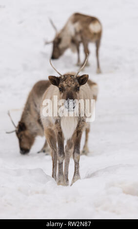 Porträt einer Caribou im Norden Kanadas Stockfoto