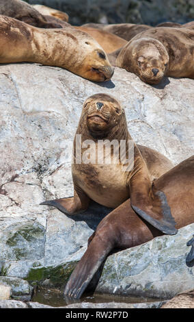 Seelöwen auf Klippen in Patagoina, Argentinien Stockfoto