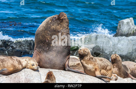 Seelöwen auf Klippen in Patagoina, Argentinien Stockfoto