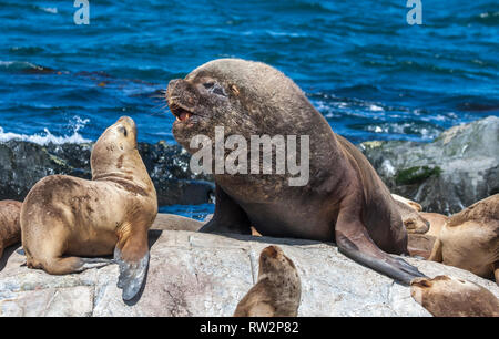 Seelöwen auf Klippen in Patagoina, Argentinien Stockfoto