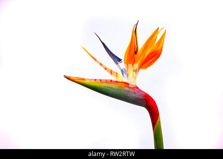 Photogrphed excotic Blumen mit einem weißen Hintergrund in einem Studio. Stockfoto