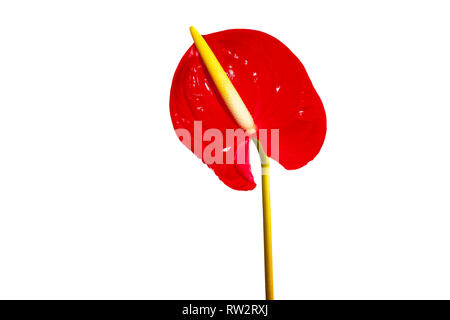 Photogrphed excotic Blumen mit einem weißen Hintergrund in einem Studio. Stockfoto