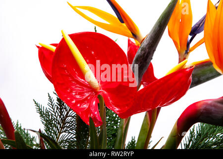 Photogrphed excotic Blumen mit einem weißen Hintergrund in einem Studio. Stockfoto