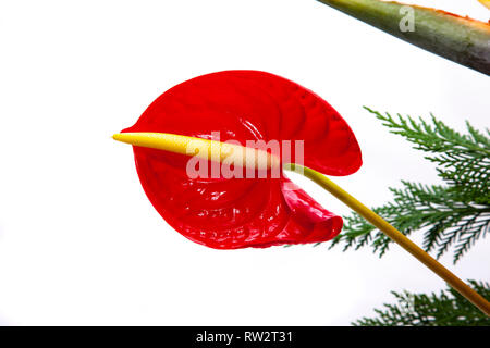 Photogrphed excotic Blumen mit einem weißen Hintergrund in einem Studio. Stockfoto