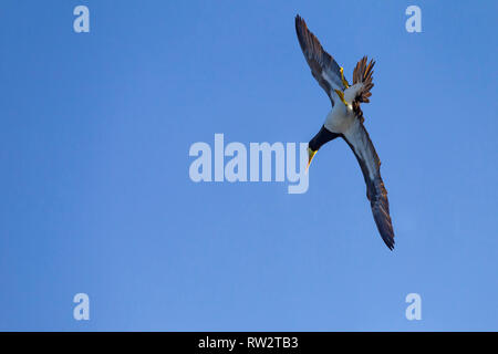 Brown Booby. Sula, leucogaster Stockfoto