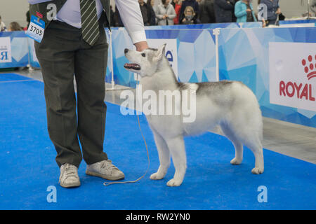 Siberian Husky Hündin mit Handler in Rack an Dog show Stockfoto