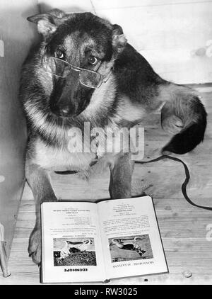 Studium der Form bei Olympia heute. Bin ontorose Valentine', einer Elsässischen bestanden die Zeit an der Olympia lesen Über die Opposition aus ein Handbuch über Hunde. Stockfoto