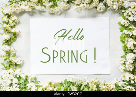 Grenze weisse spirea Blumen. Platz mit Text - Hallo Frühling. Ansicht von oben. Stockfoto