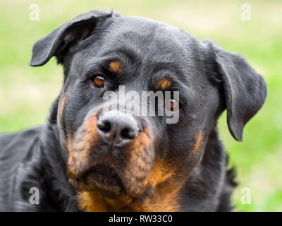 Rottweiler Hund Portrait Stockfoto