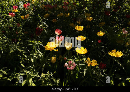 Bunte Tulpen Blumen blühen im Frühling Garten. Dunkle floral background, grüne Blätter und Pflanzen, Sonnenlicht und Schatten. Stockfoto