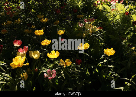 Bunte Tulpen Blumen blühen im Frühling Garten. Dunkle floral background, grüne Blätter und Pflanzen, Sonnenlicht und Schatten. Stockfoto