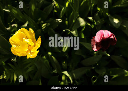 Gelb und Lila Tulpe Blumen auf einem dunklen Hintergrund der grünen Blättern. Blühende Frühling Garten, Sonne und Schatten. Stockfoto