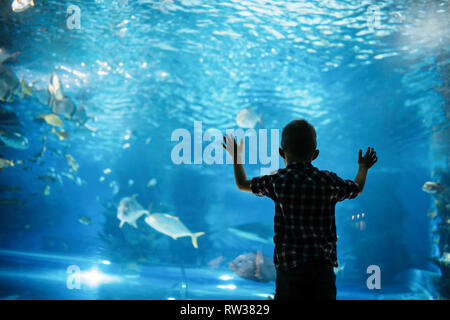 Silhouette eines Jungen an der Fische im Aquarium. Stockfoto