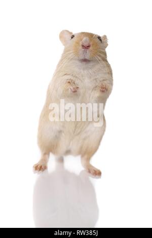 Mongolische Rennmaus Stockfoto