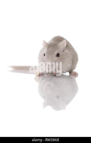 Mongolische Rennmaus Stockfoto