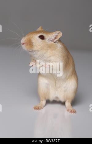 Mongolische Rennmaus Stockfoto