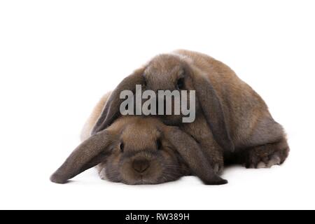 Mini Lop Stockfoto