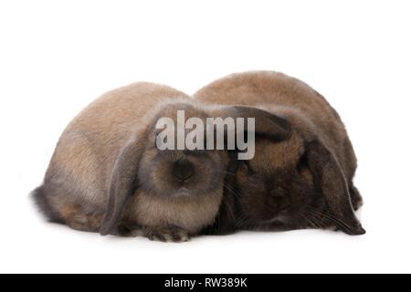 Mini Lop Stockfoto