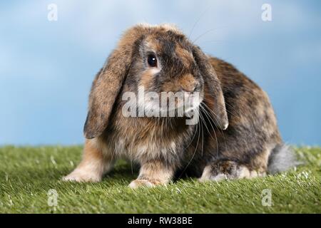 Mini Lop Stockfoto
