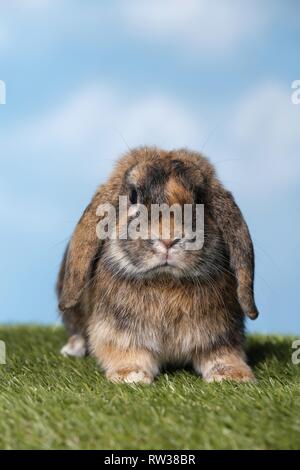 Mini Lop Stockfoto